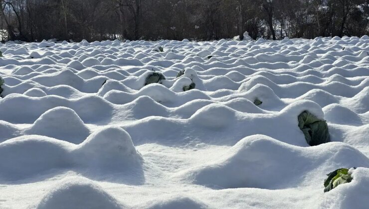 Geleneksel yöntemler ile yetişiyor: Eskipazar’ın yöresel lezzetinde  1250 ton rekolte bekleniyor