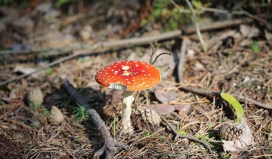 Halüsinojen mantarlar ruh sağlığı bozukluklarını tedavi edebilir mi?