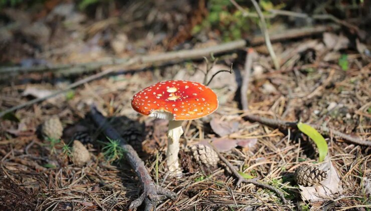 Halüsinojen mantarlar ruh sağlığı bozukluklarını tedavi edebilir mi?