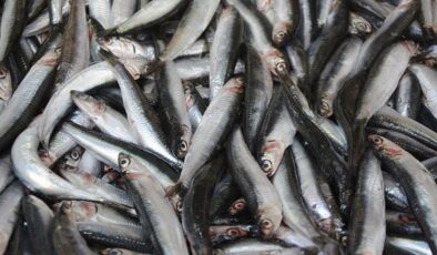 Hamsi 2025’te palamudun tahtına oturdu