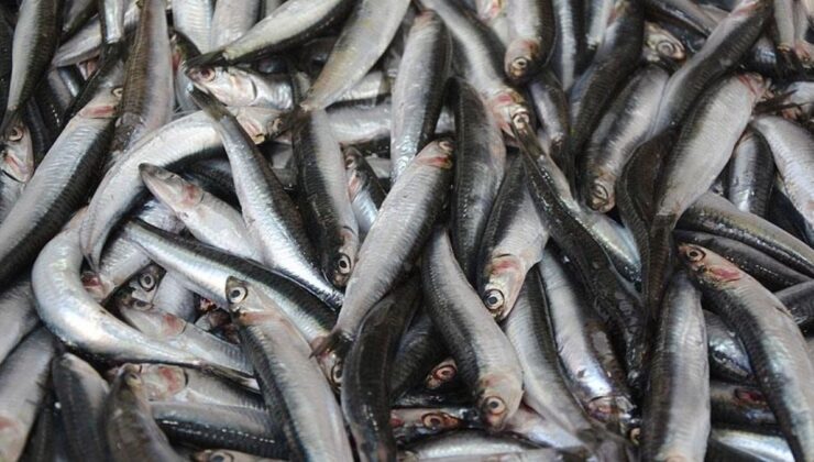 Hamsi 2025’te palamudun tahtına oturdu