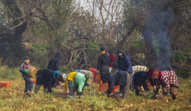 Hasadı gün doğumuyla başlayıp gün batımında bitiyor! Ödemiş Ovası’nın tescilli lezzeti: Protein ve potasyum kaynağı