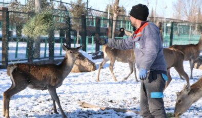Hayvanat bahçesinde kış alarmı: 1.200 hayvan için özel önlem