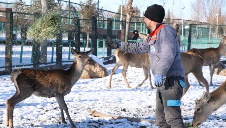Hayvanat bahçesinde kış alarmı: 1.200 hayvan için özel önlem