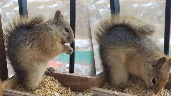 Her gün penceresine gelen sincabı besliyor: ‘Zamanla arkadaş olduk’