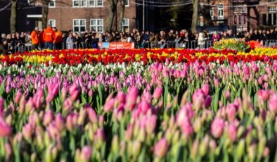 Hollanda’da lale mevsimi ‘Ulusal Lale Günü’ ile karşılandı