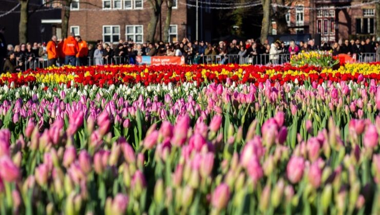 Hollanda’da lale mevsimi ‘Ulusal Lale Günü’ ile karşılandı