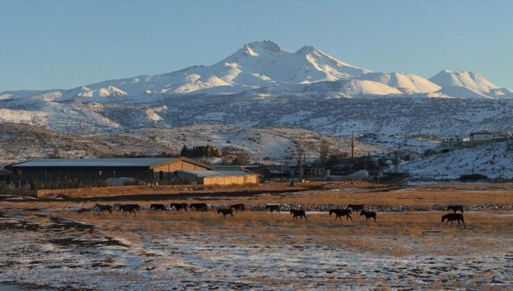 Hürmetçi Sazlığı’nda yılkı atları gün batımında görsel şölen sundu