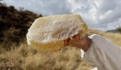 Ilgaz balı, satış rekoruyla Guinness’e girdi: Kilosu 11 bin 118 Euro