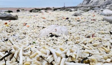 İngiltere’deki sahil tonlarca kilo patates ve soğanla doldu