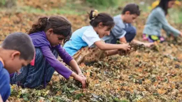 İSİG Meclisi Raporu: 2025’te en az 94 çocuk işçi hayatını kaybetti