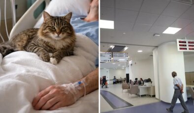 İstanbul’da film gibi olay: Özel hastanede üzerine ‘kedi’ düşen kadına 50 bin lira tazminat ödenecek