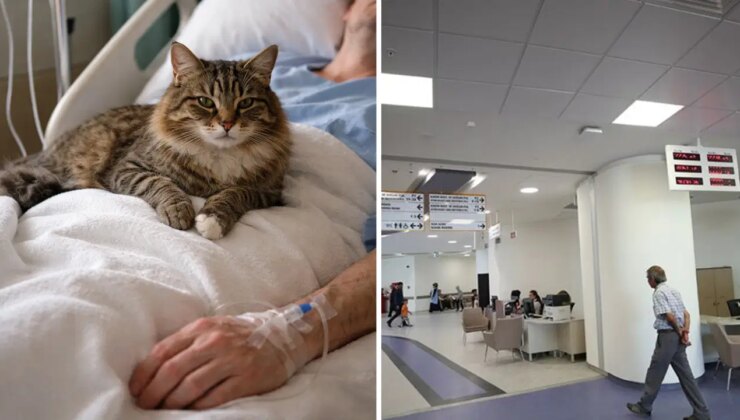 İstanbul’da film gibi olay: Özel hastanede üzerine ‘kedi’ düşen kadına 50 bin lira tazminat ödenecek