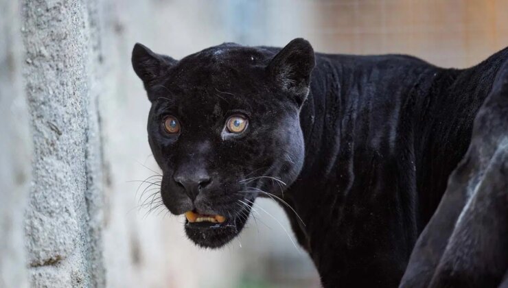 İzmir Doğal Yaşam Parkı’nın jaguarı Juliet hayatını kaybetti