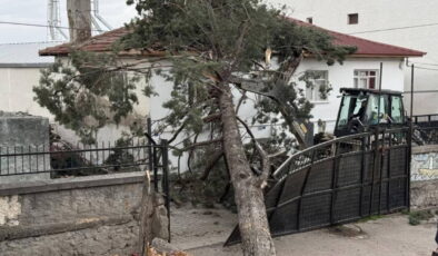 İznik’te okulların tatil olması faciayı önledi… Dev ağaç okul bahçesine devrildi