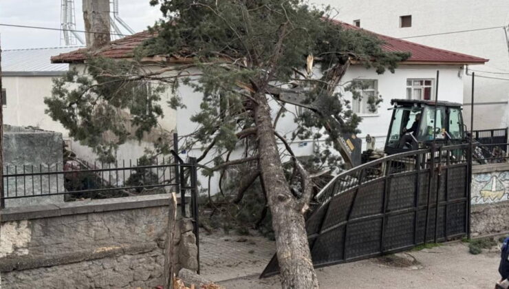İznik’te okulların tatil olması faciayı önledi… Dev ağaç okul bahçesine devrildi