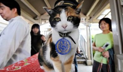 Japonya demir yollarında üçüncü kez bir kedi istasyon şefi oldu