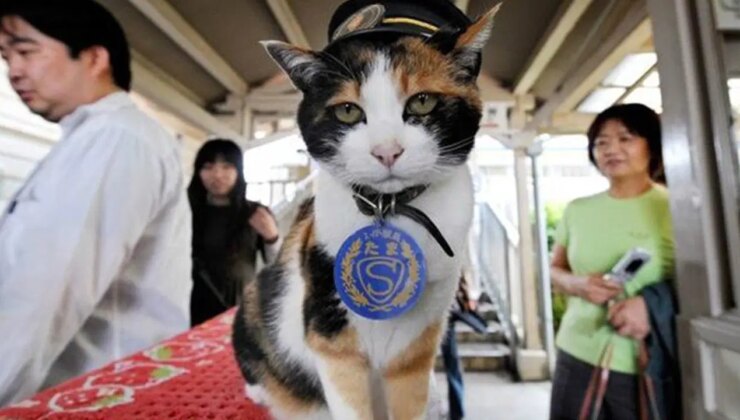 Japonya demir yollarında üçüncü kez bir kedi istasyon şefi oldu