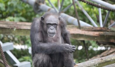 Japonya’da dehasıyla tanınan şempanze Ai, 49 yaşında öldü