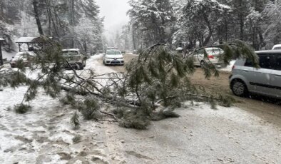 Karın ağırlığına dayanamayan çam ağacı devrildi
