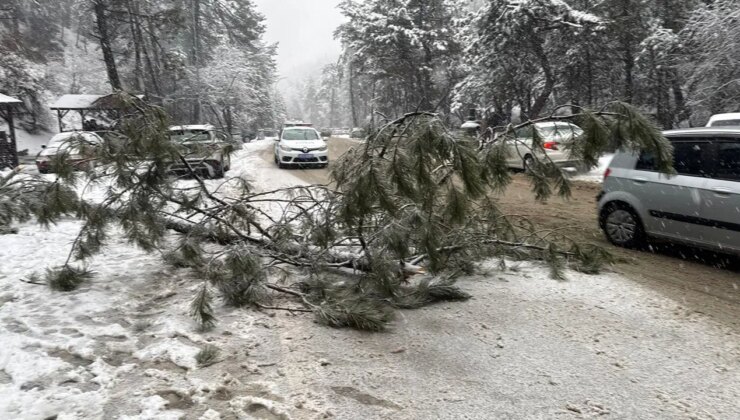 Karın ağırlığına dayanamayan çam ağacı devrildi