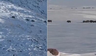 Kars’ta aç kalan yaban domuzları yerleşim yerlerine indi