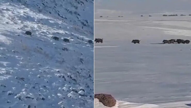 Kars’ta aç kalan yaban domuzları yerleşim yerlerine indi