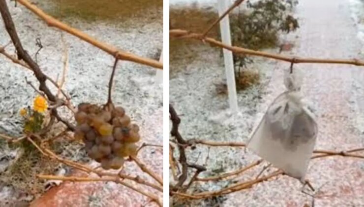 Kırşehir’de eksi 10 derecede hasat: Doğal yöntemler ile muhafaza etti