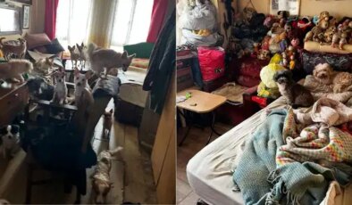 Kocaeli’de bir evde tutulan 55 hayvan koruma altına alındı