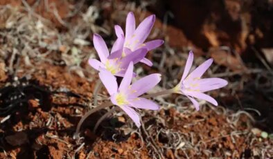 Koordinat bilgileri bile gizli: Koparmanın cezası 699 bin 245 TL