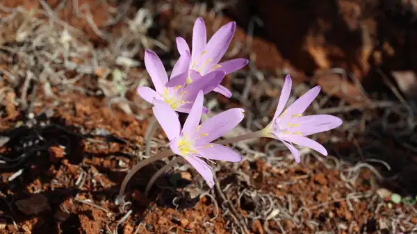 Koordinat bilgileri bile gizli: Koparmanın cezası 699 bin 245 TL