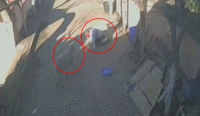 Korkunç anlar kamerada: Beslediği koç hastanelik etti