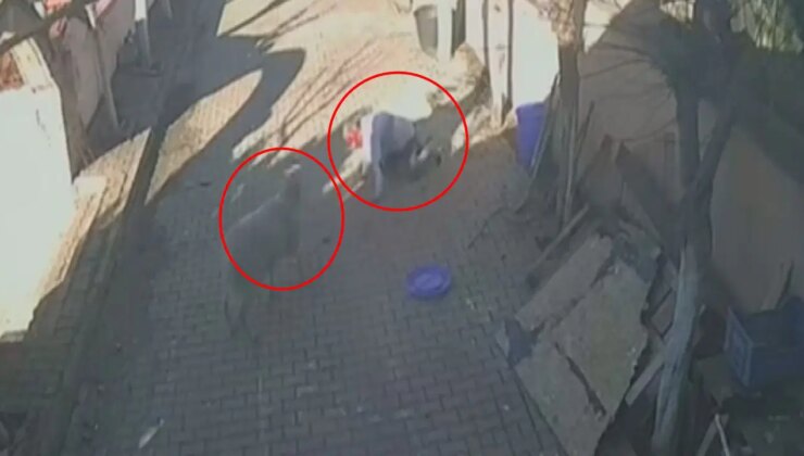 Korkunç anlar kamerada: Beslediği koç hastanelik etti