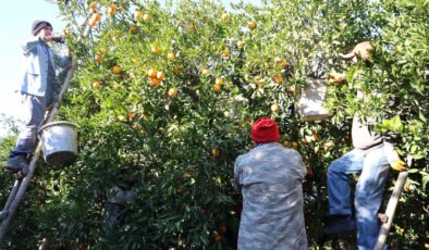Kozan’ın tescilli lezzetinde hasat başladı: Bahçede 10 TL!