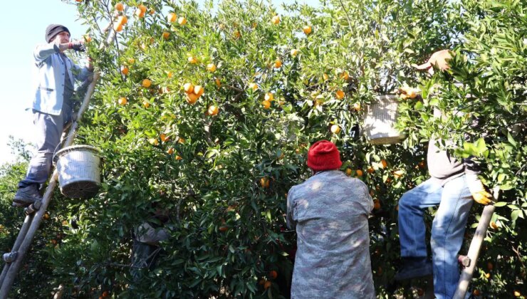Kozan’ın tescilli lezzetinde hasat başladı: Bahçede 10 TL!