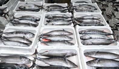 Marmara’da torik bereketi: Tekirdağlı balıkçılar yeniden denizde