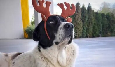 Matmazel’in ölümüne ilişkin patoloji raporu açıklandı: Darbedildiği kesinleşti! ‘Bu dosya caydırıcı bir kararla kapanmalıdır…’