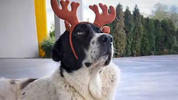 Matmazel’in ölümüne ilişkin patoloji raporu açıklandı: Darbedildiği kesinleşti! ‘Bu dosya caydırıcı bir kararla kapanmalıdır…’