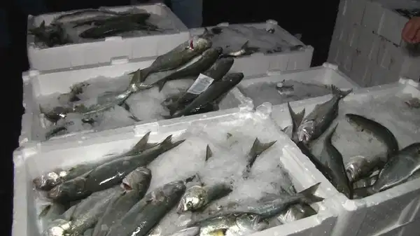 Ne hamsi ne istavrit herkes onun yolunu gözlüyor: Türkiye’deki en lezzetli ve en pahalı balık…