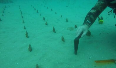 Nesli kritik tehlike altında… Pinalar, Çanakkale Boğazı’nda yeniden yetişiyor!