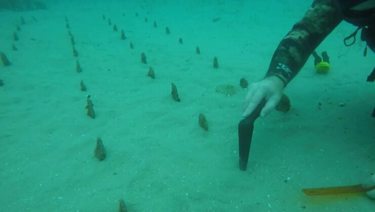 Nesli kritik tehlike altında… Pinalar, Çanakkale Boğazı’nda yeniden yetişiyor!