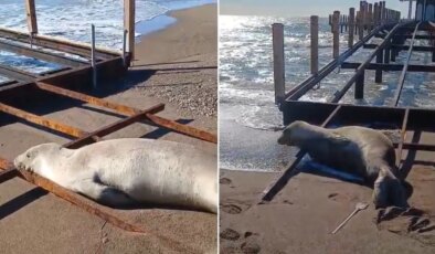 Nesli tehlike altında… Antalya’da otelin sahilinde ortaya çıktı!