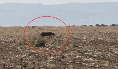 Nesli tehlike altında: Şırnak’ta görüntülendi