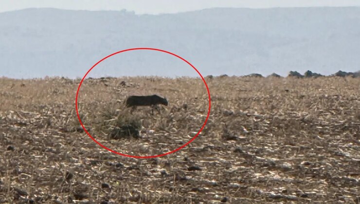 Nesli tehlike altında: Şırnak’ta görüntülendi