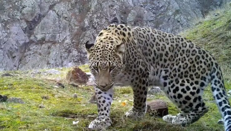 Neslinin tükendiği düşünülüyordu… Anadolu parsına zarar vermenin cezası 45 milyon TL