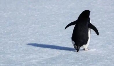 Nihilist Penguen olayı nedir, ne anlama geliyor? Nihilist penguenin hikayesi nedir?