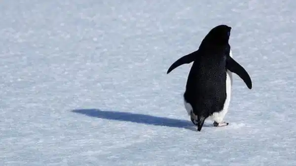 Nihilist Penguen olayı nedir, ne anlama geliyor? Nihilist penguenin hikayesi nedir?