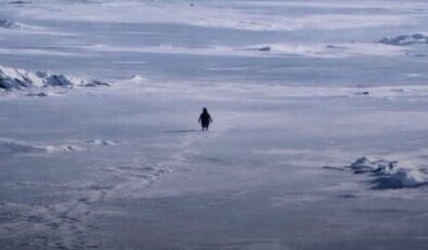 ‘Nihilist Penguen’ Yıllar Sonra Viral Oldu: Sürüden Ayrılan Penguenin Hikayesi