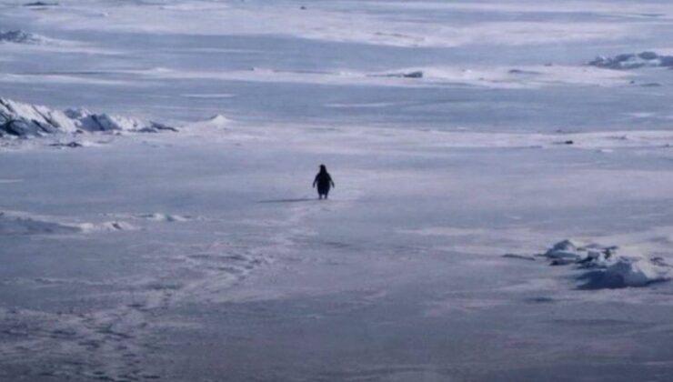 ‘Nihilist Penguen’ Yıllar Sonra Viral Oldu: Sürüden Ayrılan Penguenin Hikayesi