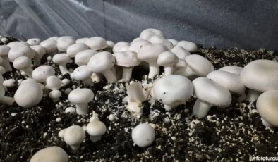 Öğrenciler tarafından yetiştirildi: İlk hasadı yapıldı